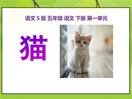 《猫》PPT课件6