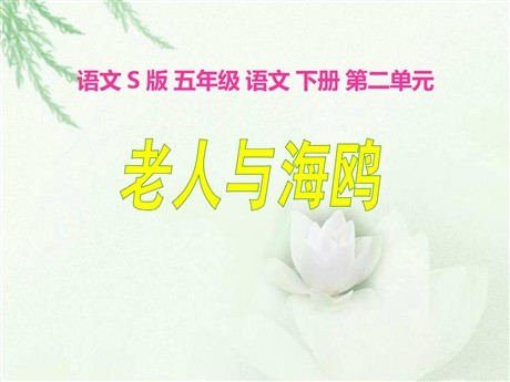 《老人与海鸥》PPT课件8