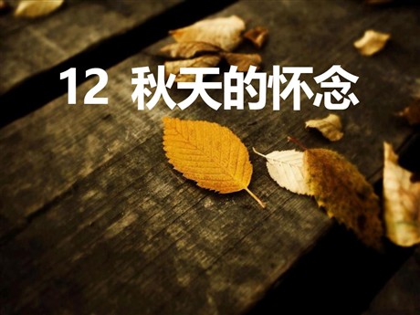 《秋天的怀念》PPT课件8