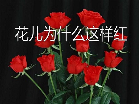 《花儿为什么这样红》PPT课件10