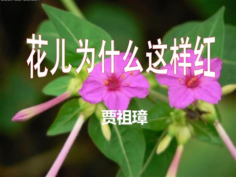 《花儿为什么这样红》PPT课件11