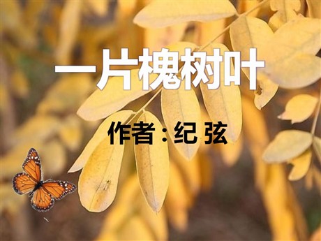 《一片槐树叶》PPT课件2