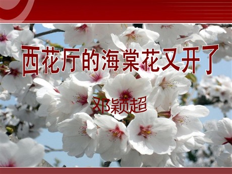 《西花厅的海棠花又开了》PPT课件