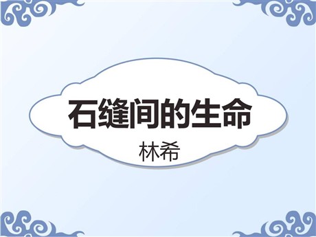 《石缝间的生命》PPT课件6