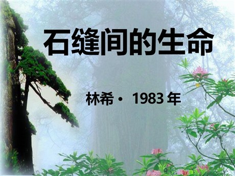 《石缝间的生命》PPT课件8