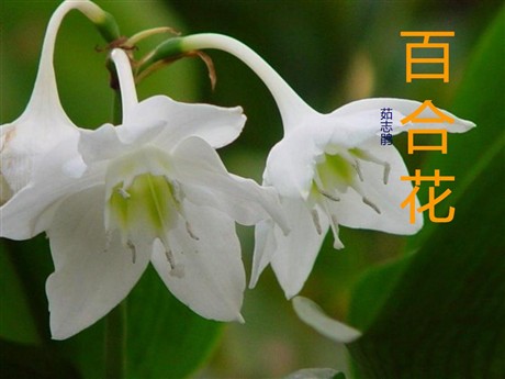 《百合花》PPT课件