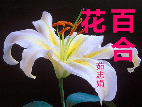 《百合花》PPT课件3