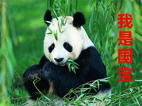 《我是国宝》PPT课件2