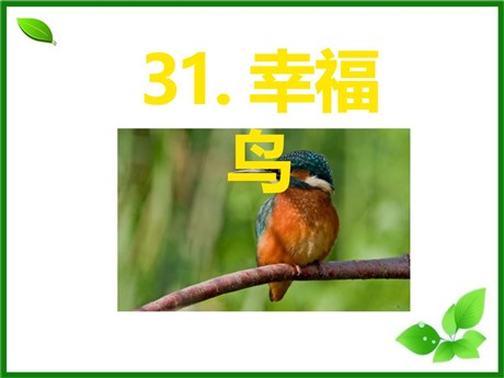 《幸福鸟》PPT课件5