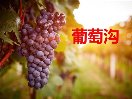 《葡萄沟》PPT课件13
