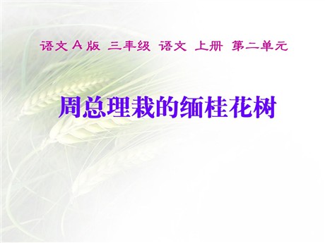 《周总理栽的缅桂花树》PPT课件2