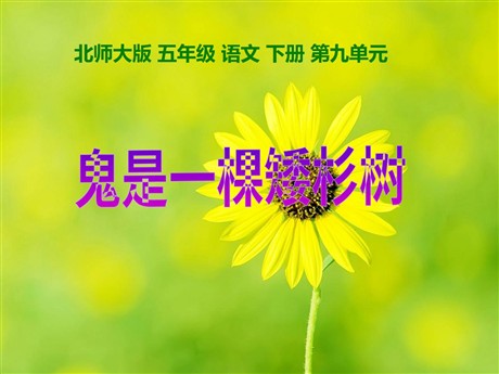 《鬼是一棵矮杉树》PPT课件