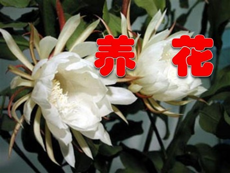 《养花》PPT课件
