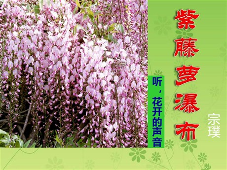 《紫藤萝瀑布》PPT课件5