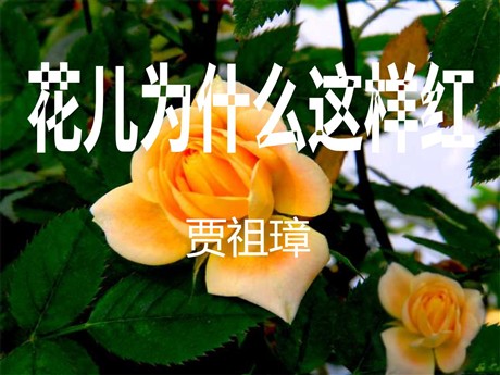 《花儿为什么这样红》PPT课件4