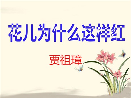 《花儿为什么这样红》PPT课件5