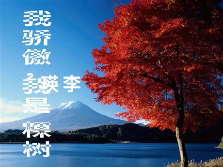《我骄傲，我是一棵树》PPT课件2