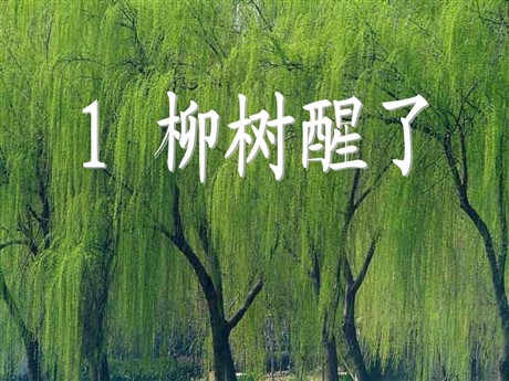 《柳树醒了》PPT课件6