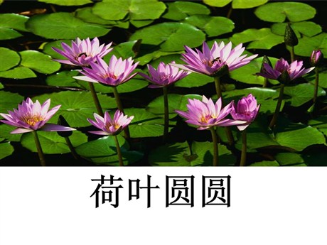 《荷叶圆圆》PPT课件3