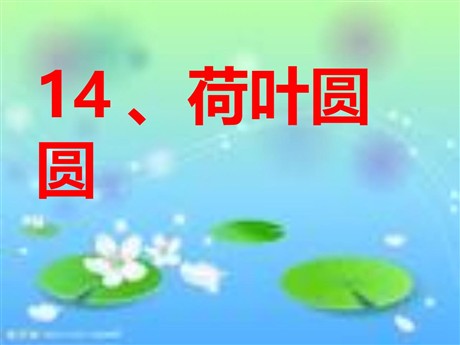 《荷叶圆圆》PPT课件4
