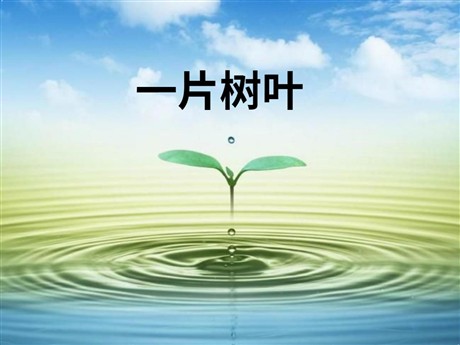 《一片树叶》PPT课件2