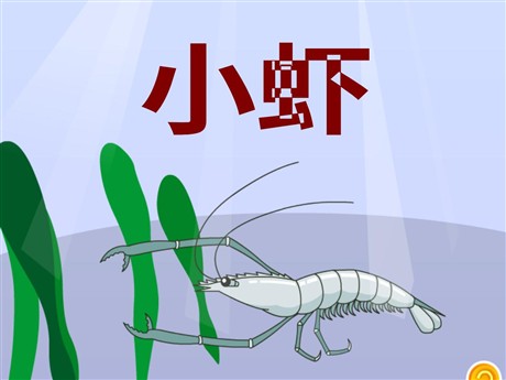 《小虾》PPT课件4