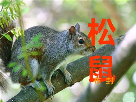 《松鼠》PPT课件4
