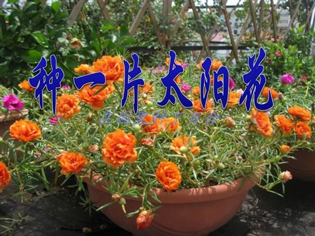 《种一片太阳花》PPT课件2