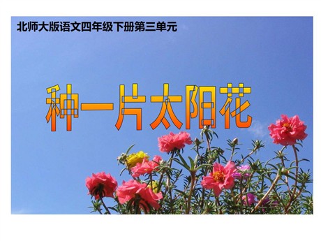 《种一片太阳花》PPT课件4