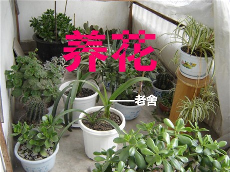 《养花》PPT课件5