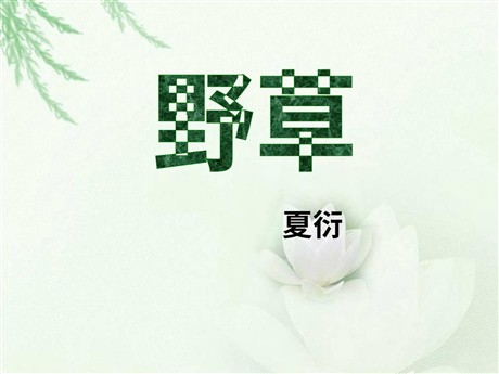 《野草》PPT课件5