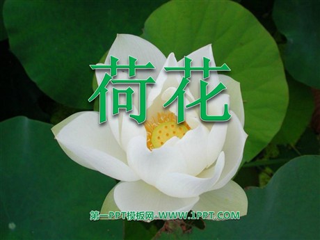 《荷花》PPT课件7