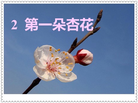 《第一朵杏花》PPT课件3