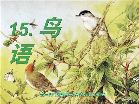 《鸟语》PPT课件2