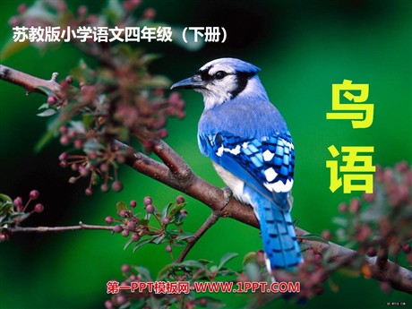 《鸟语》PPT课件3