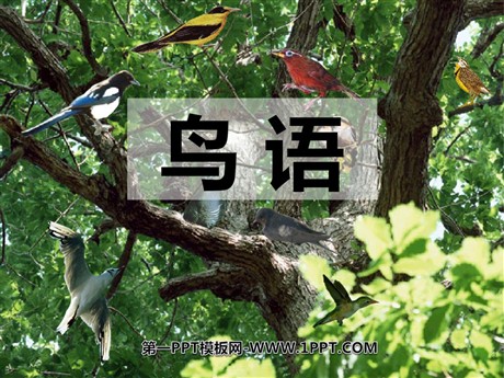 《鸟语》PPT课件4