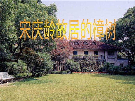 《宋庆龄故居的樟树》PPT课件5
