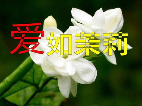 《爱如茉莉》PPT课件2