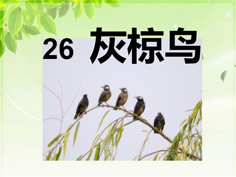 《灰椋鸟》PPT课件5