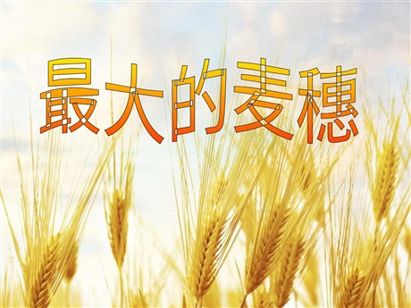 《最大的麦穗》PPT课件5