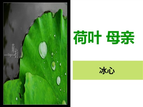 《荷叶母亲》PPT课件