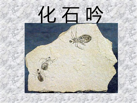 《化石吟》PPT课件3