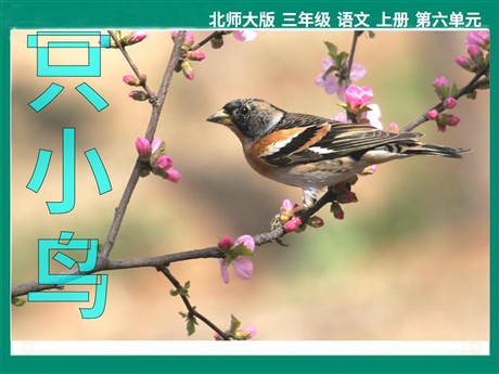 《一只小鸟》PPT课件2