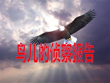 《鸟儿的侦察报告》PPT课件2
