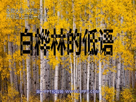 《白桦林的低语》PPT课件3