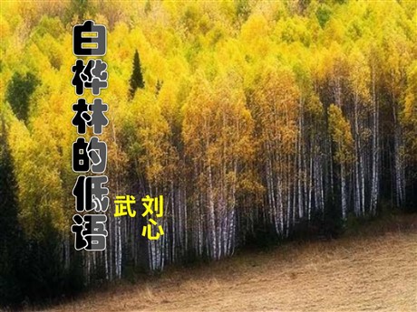 《白桦林的低语》PPT课件4