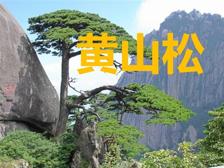 《黄山松》PPT课件3