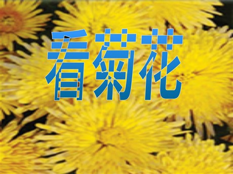《看菊花》PPT课件2