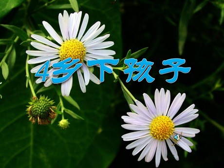 《乡下孩子》PPT课件4