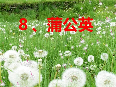 《蒲公英》PPT课件2